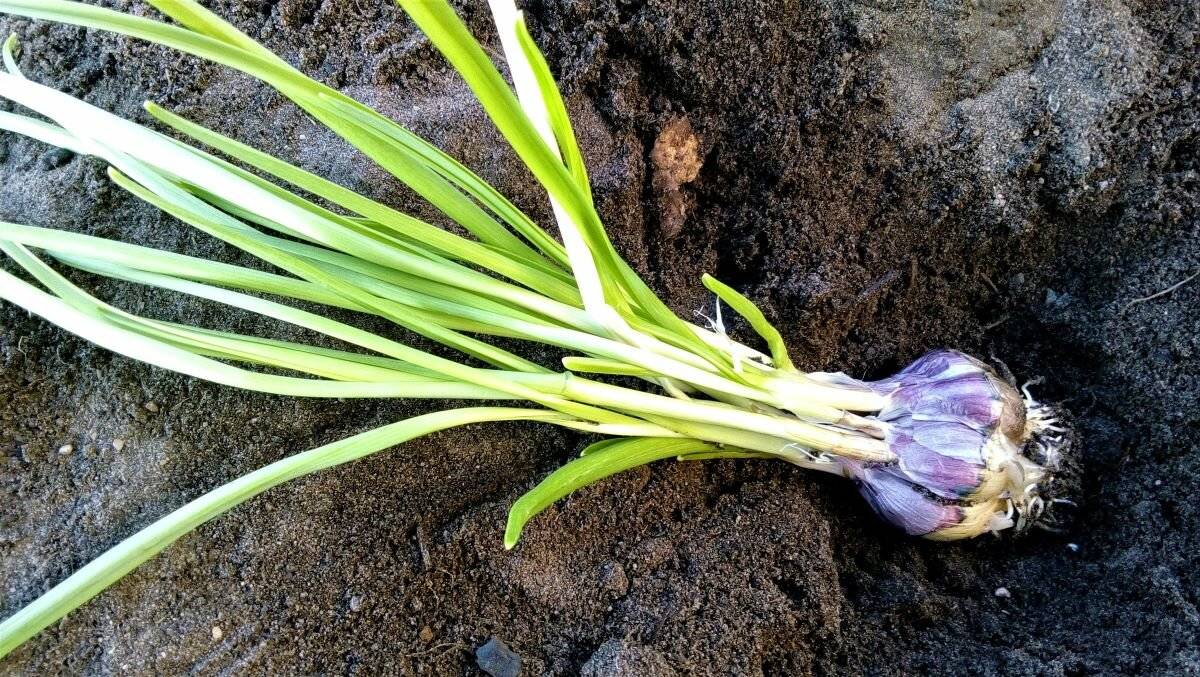 Посадка и размножение чеснока
