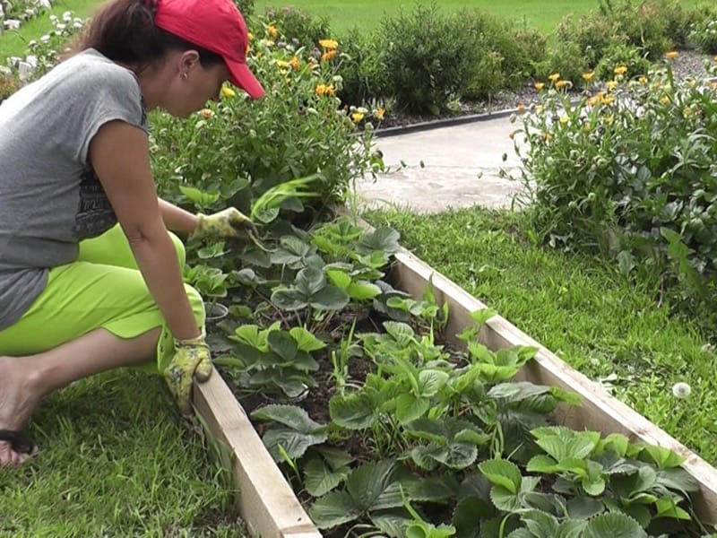 Правильно сажаем клубнику