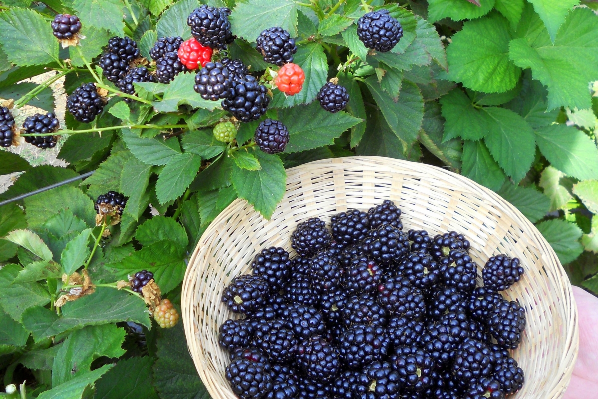 Выращиваем полезную ежевику