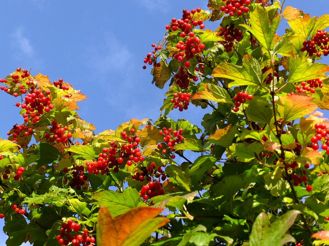 Выращивание калины в саду: простые советы и рекомендации