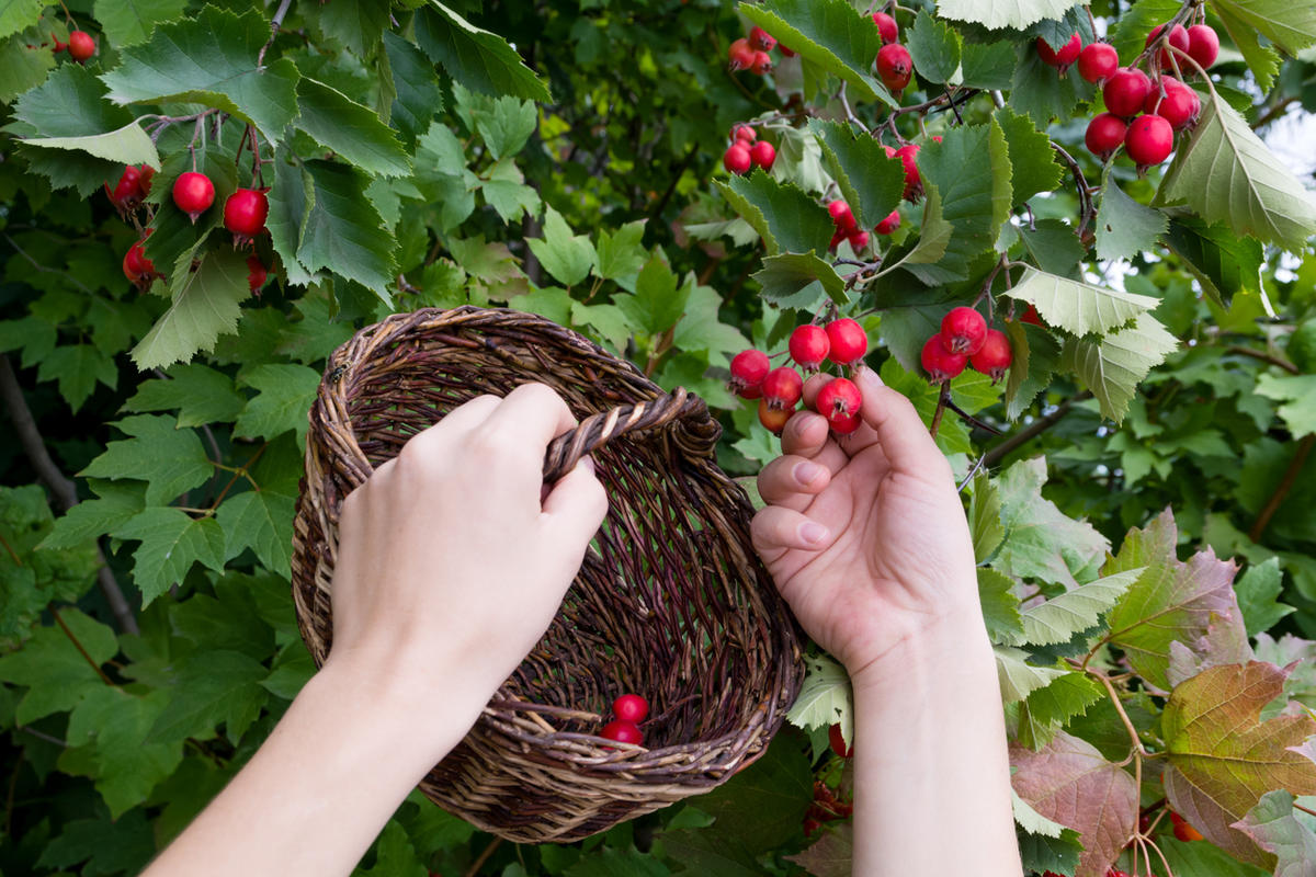 Как посадить боярышник: советы и рекомендации
