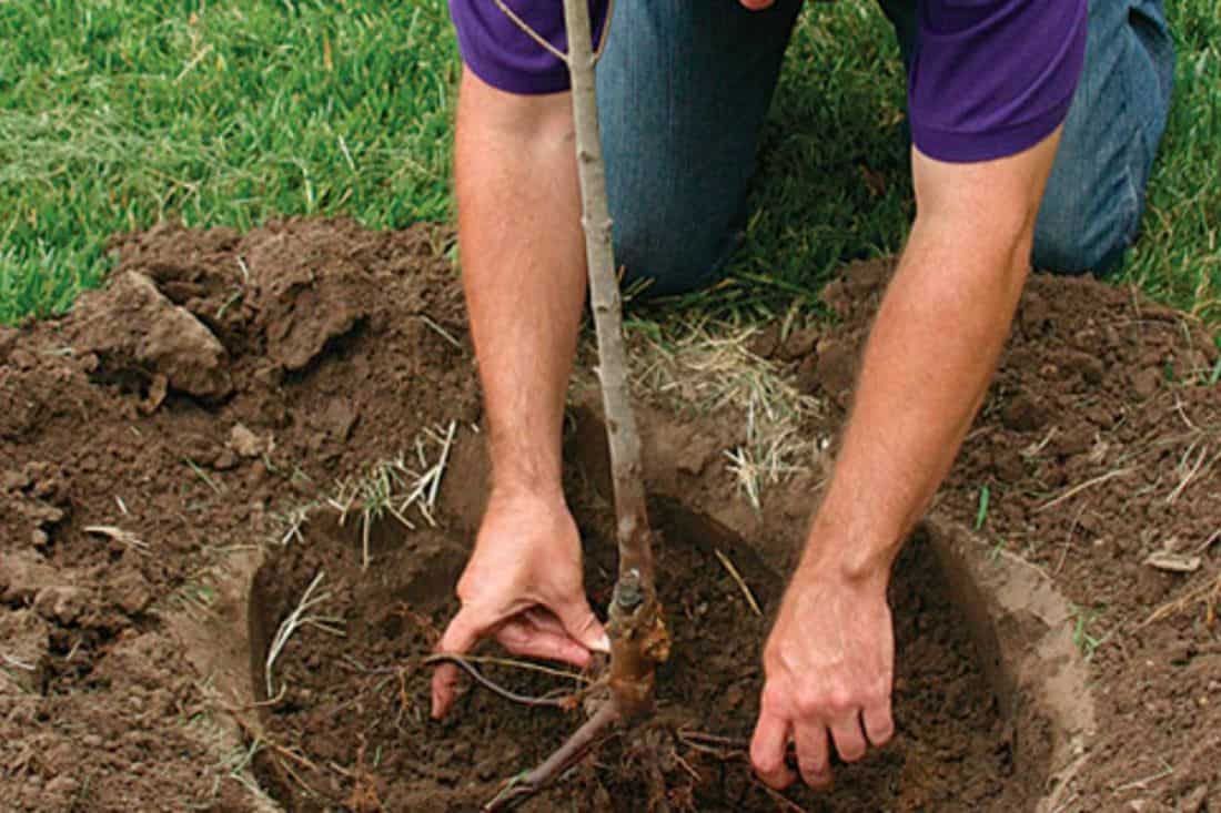 Сажаем яблоню: шаг за шагом к обильному урожаю
