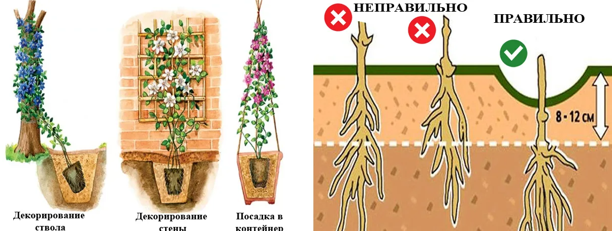 Клематис: посадка и уход