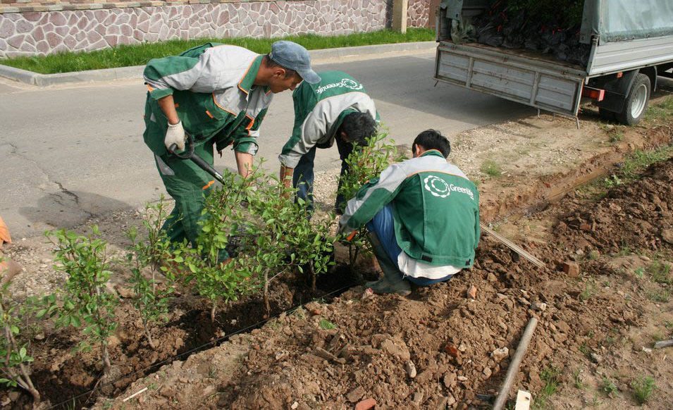 Как посадить боярышник: советы и рекомендации