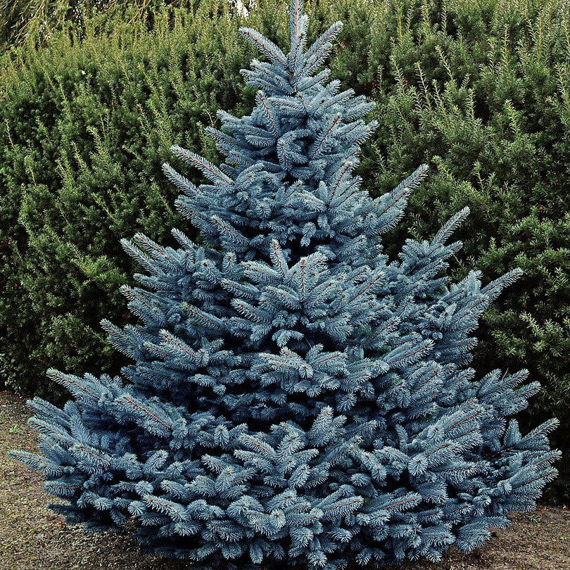 Декоративные ели на вашем участке