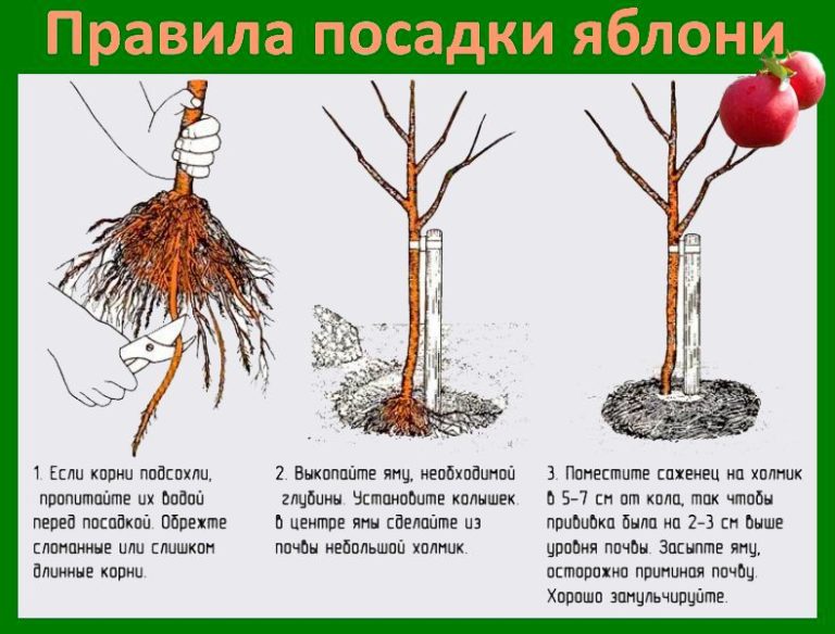 Сажаем яблоню: шаг за шагом к обильному урожаю