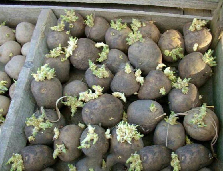 Как сажать картофель традиционным способом