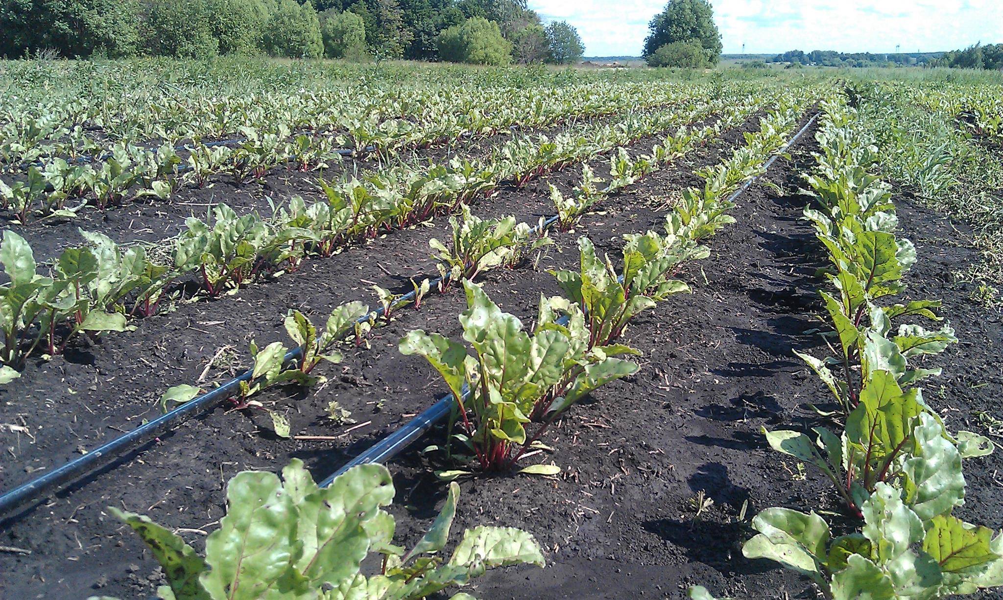 Как вырастить хороший урожай свеклы