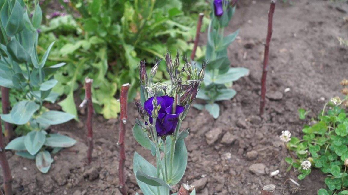 Эустома в вашем саду