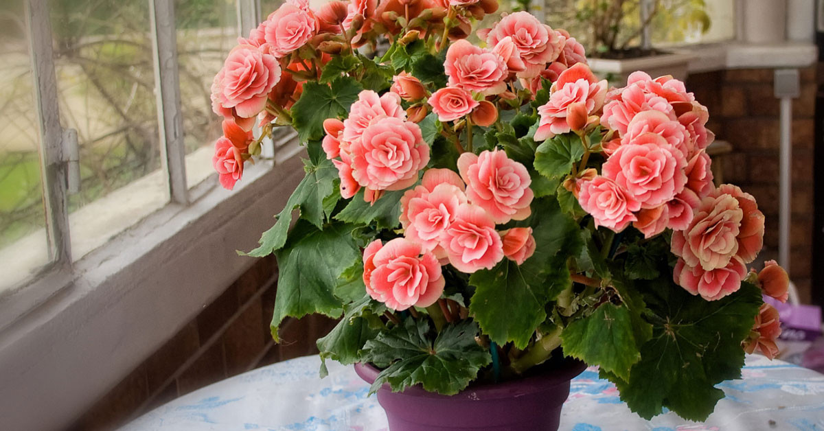 Как ухаживать за бегониями: секреты красивого и здорового роста