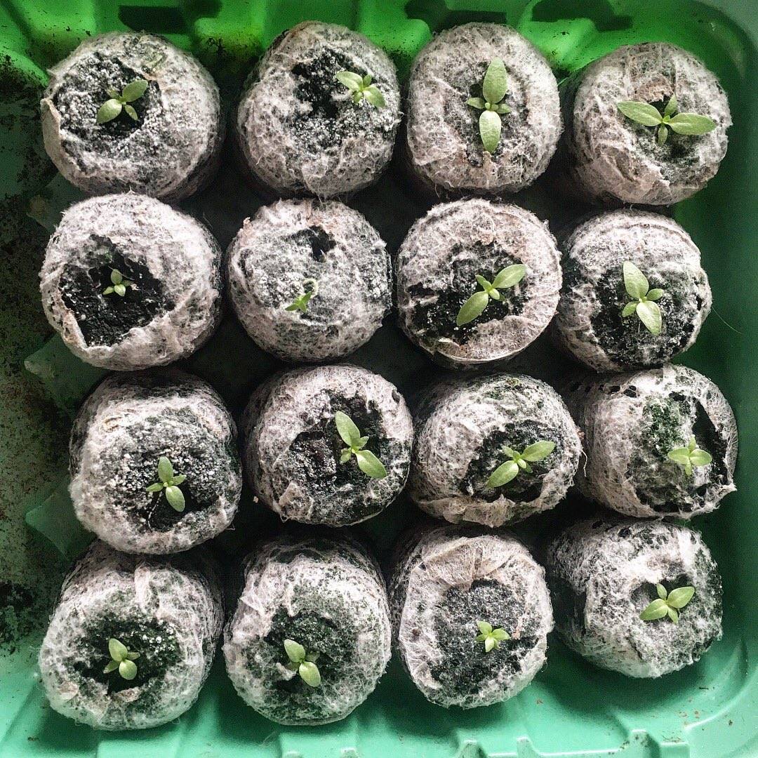 Эустома в вашем саду