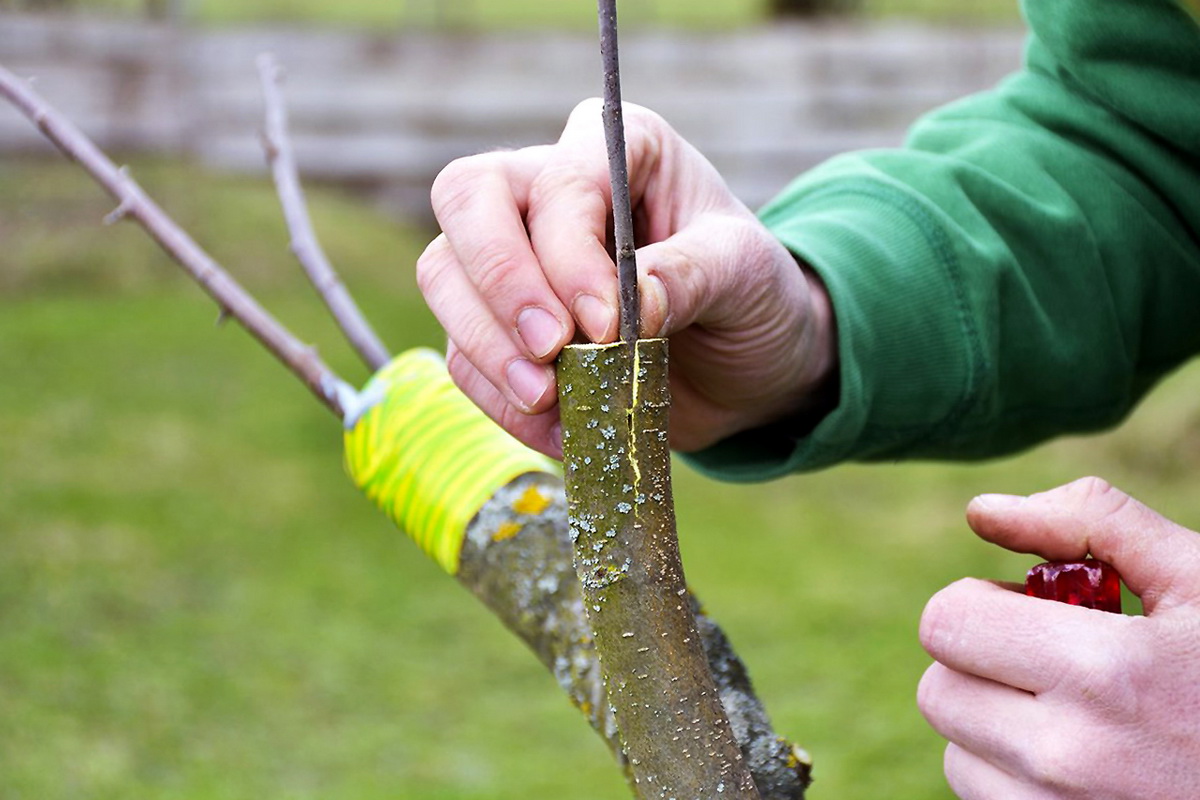 Как правильно привить яблоню