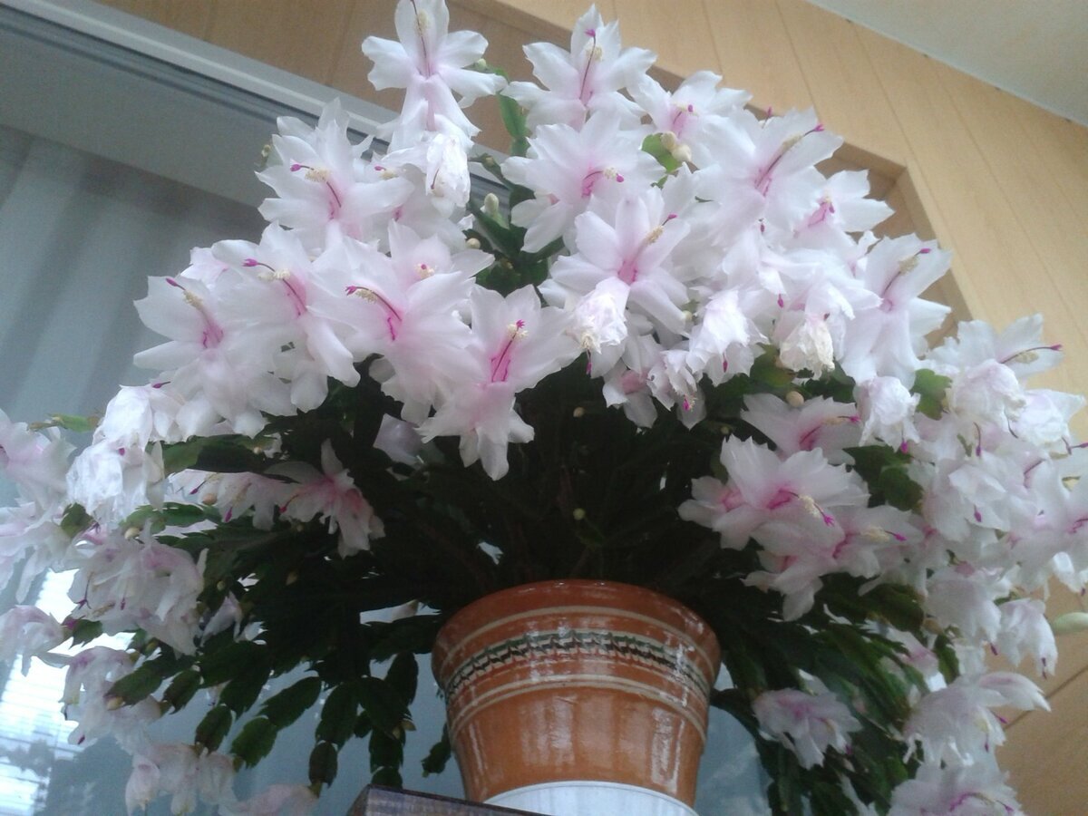 Уход за декабристом в домашних условиях