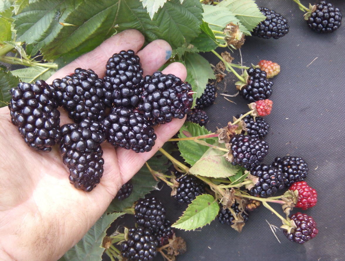 Выращиваем полезную ежевику