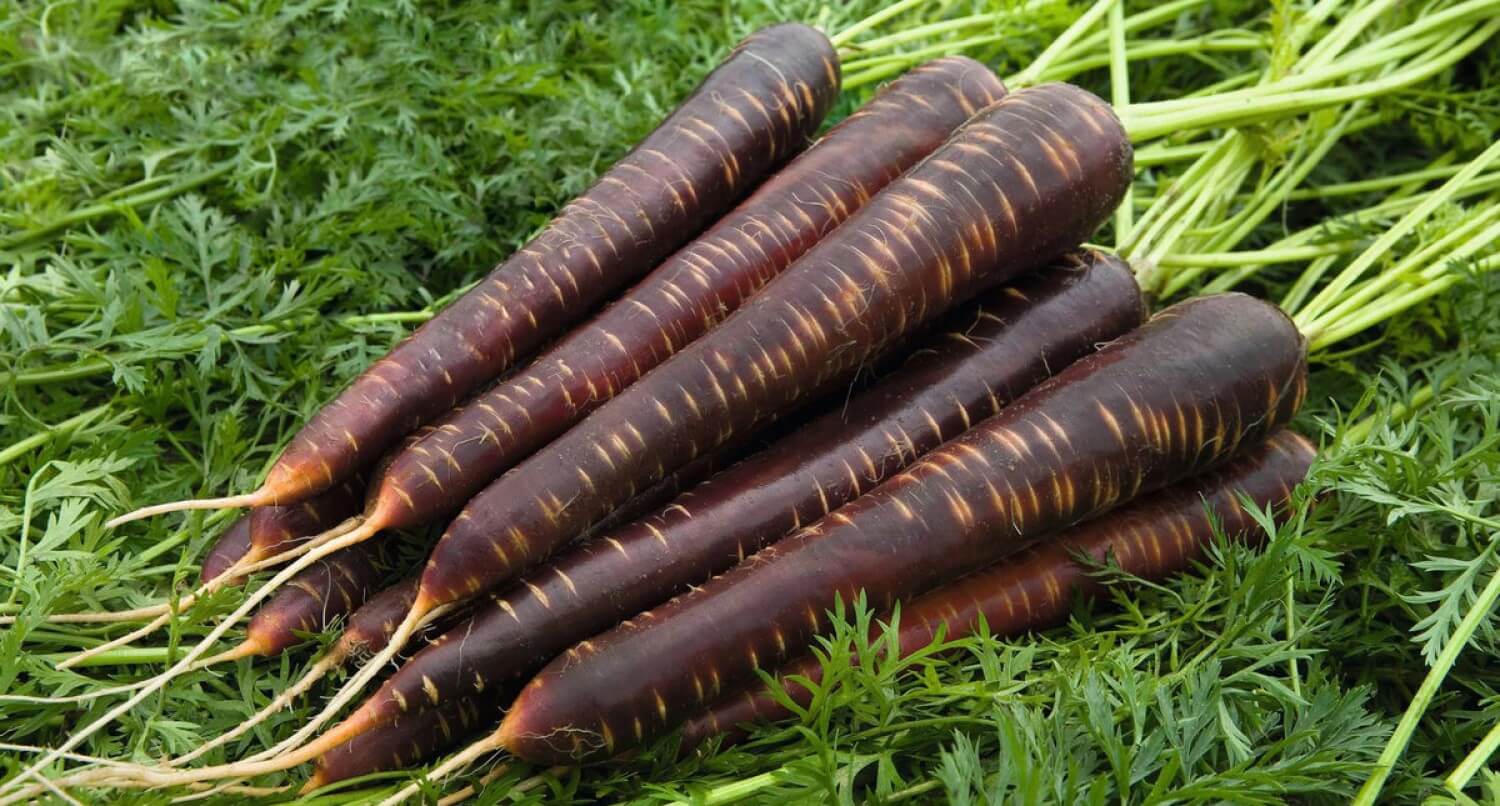 Посадка моркови: простые шаги к урожаю на своем участке
