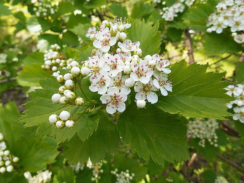 Как посадить боярышник: советы и рекомендации