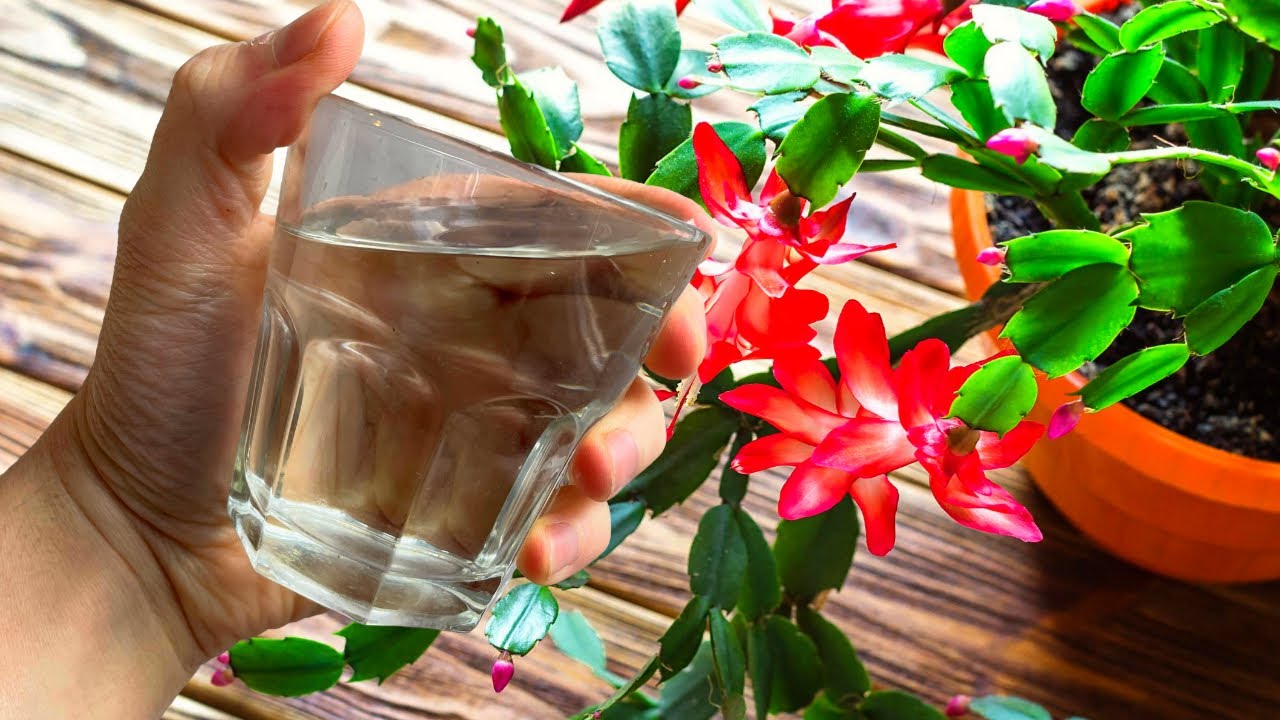 Уход за декабристом в домашних условиях