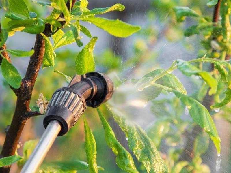 Сажаем яблоню: шаг за шагом к обильному урожаю