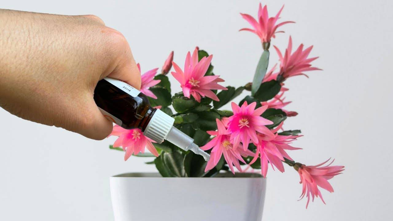 Уход за декабристом в домашних условиях