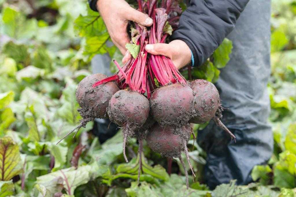 Как вырастить хороший урожай свеклы