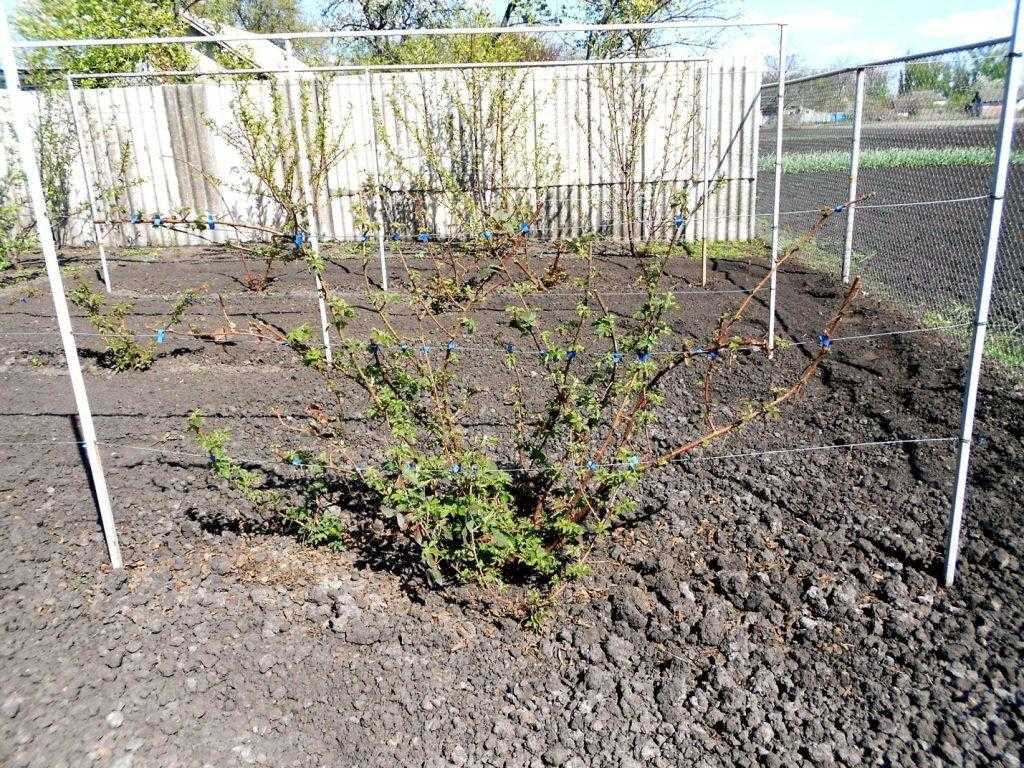 Выращиваем полезную ежевику