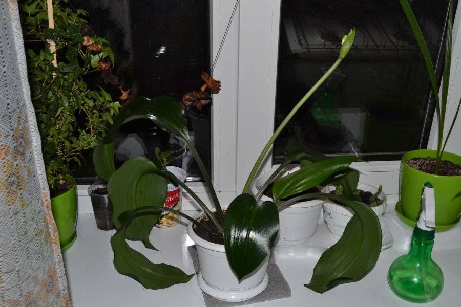 Эухарис - амазонская лилия. Выращивание в квартире