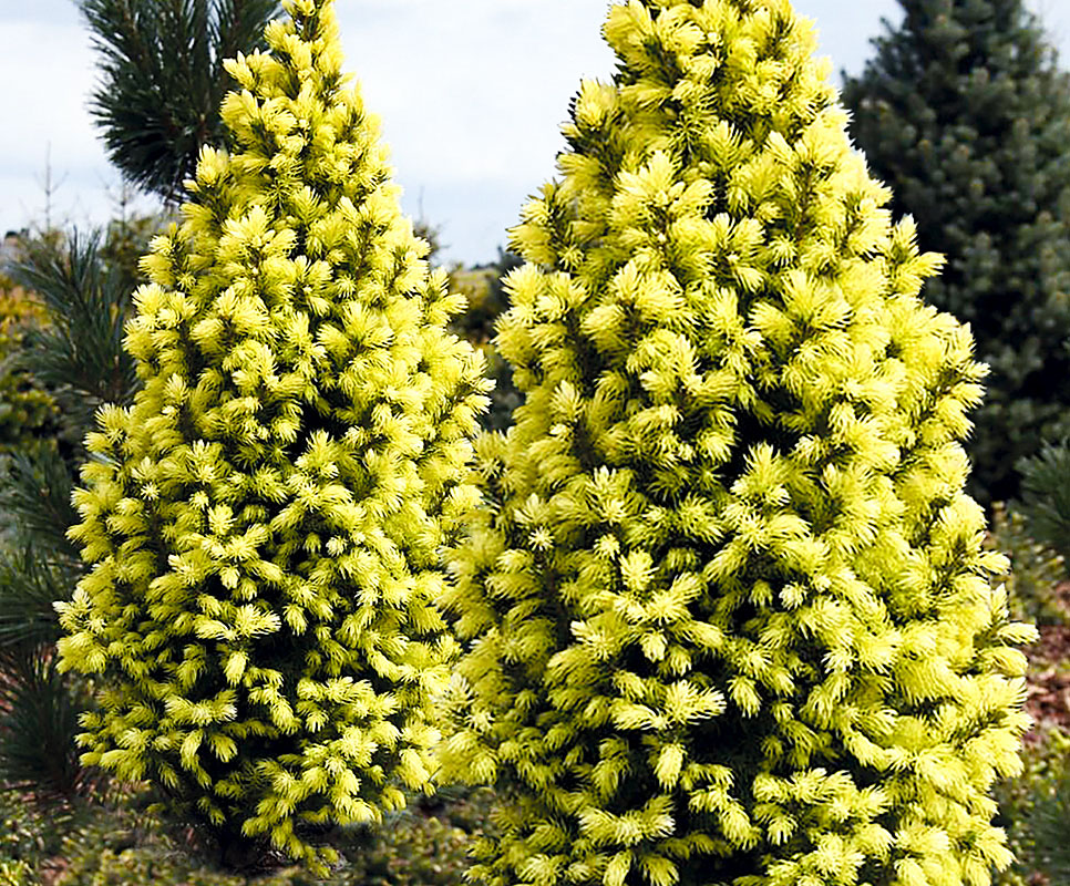 Декоративные ели на вашем участке
