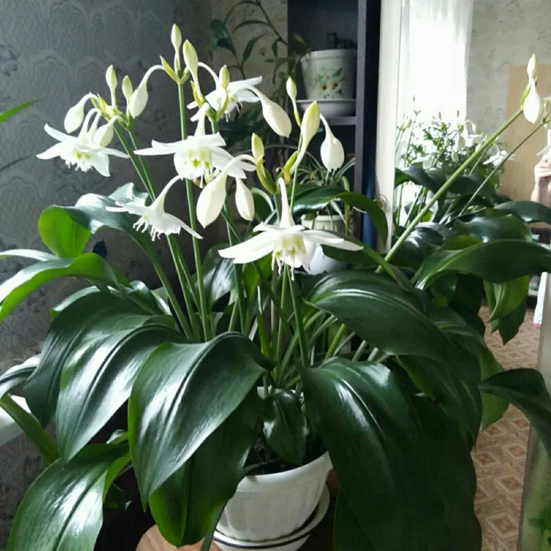 Эухарис - амазонская лилия. Выращивание в квартире