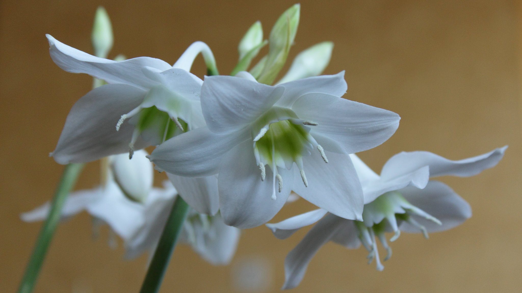 Эухарис - амазонская лилия. Выращивание в квартире