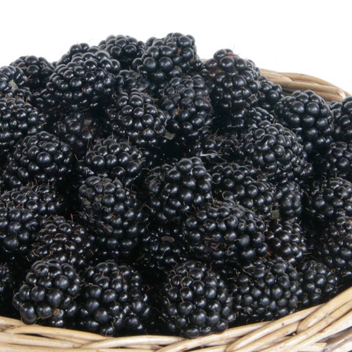 Выращиваем полезную ежевику