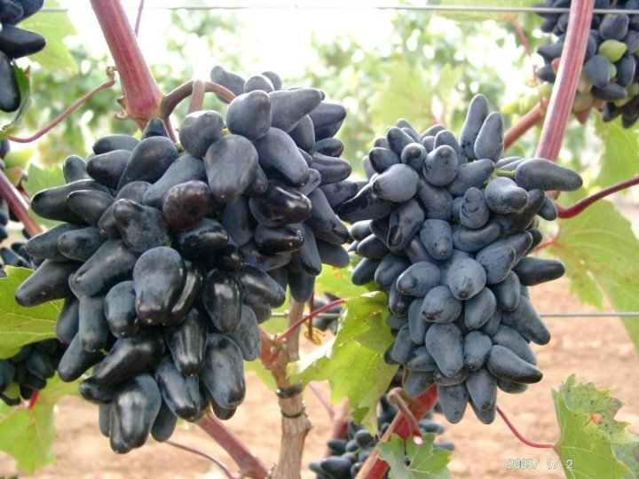 Лучшие десертные сорта винограда
