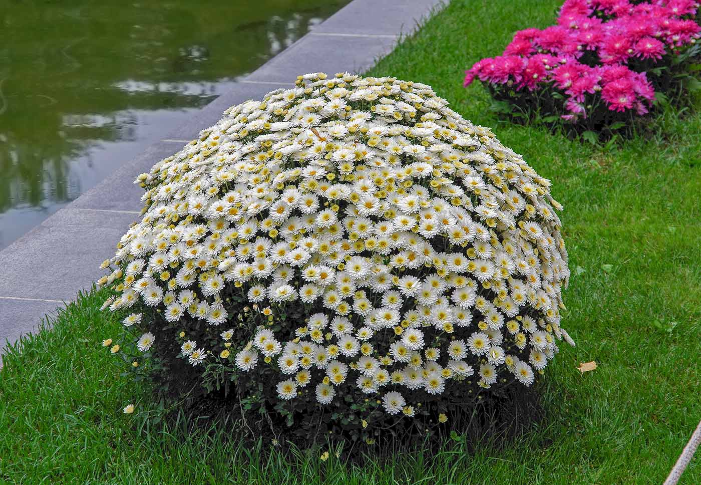 Как вырастить кустовую хризантему