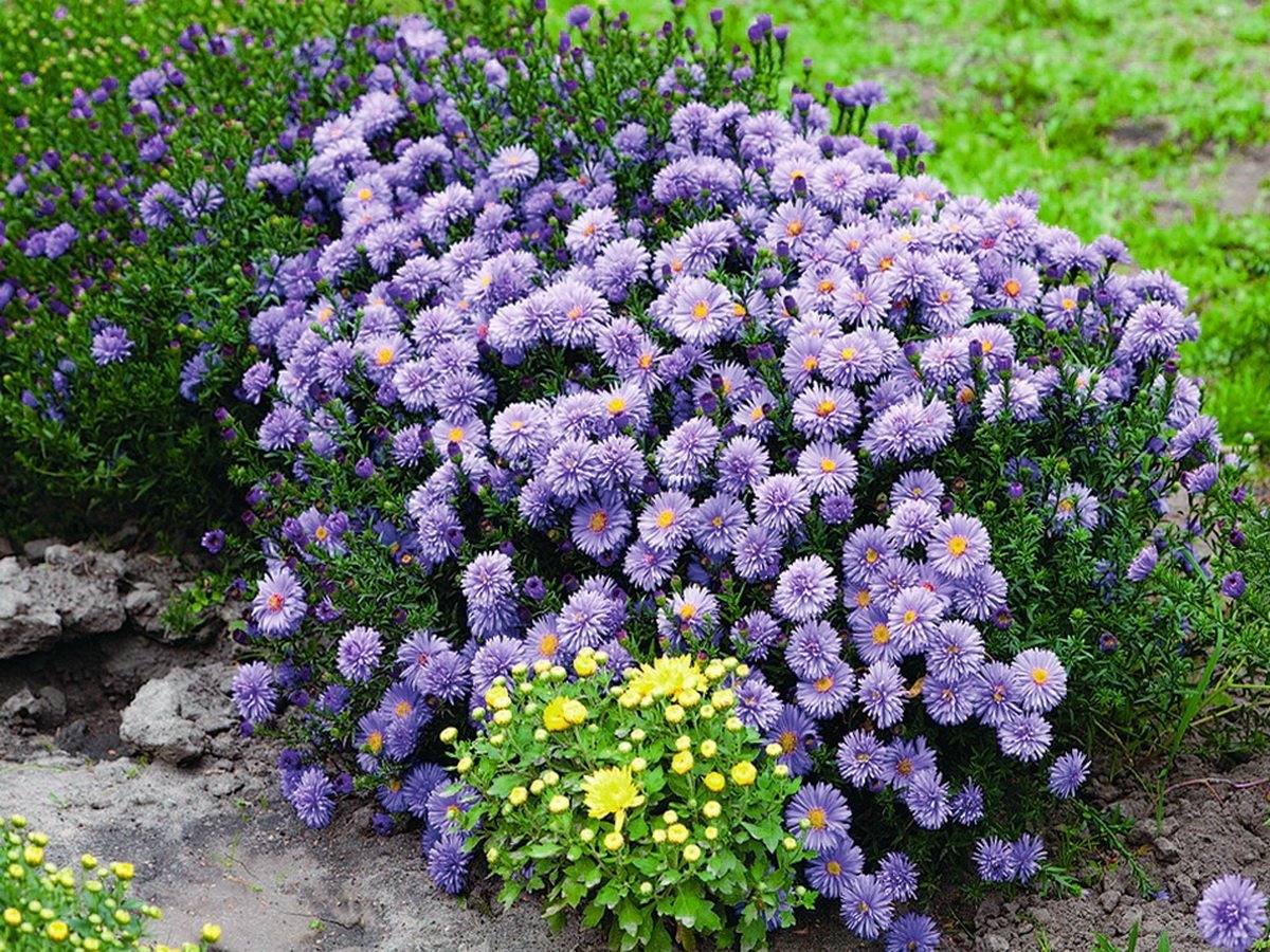 Как вырастить кустовую хризантему