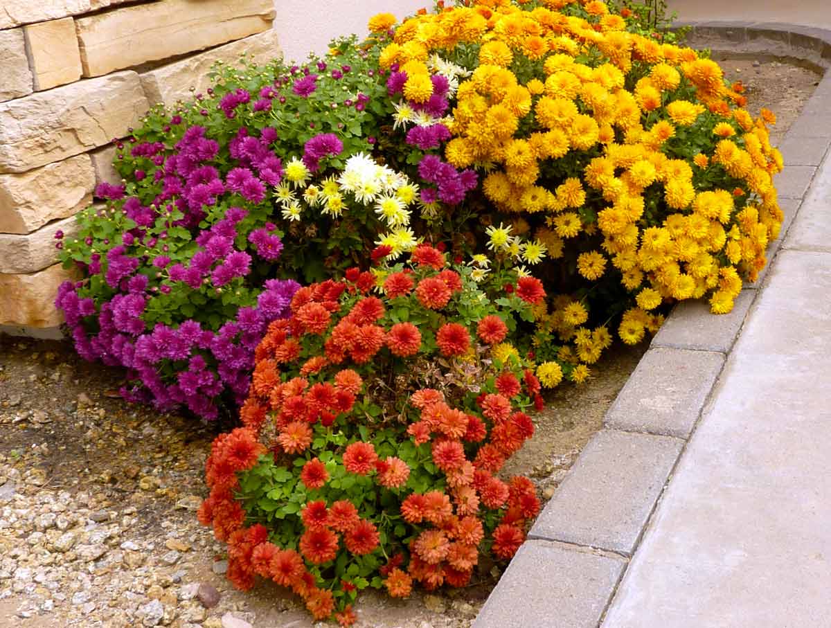 Как вырастить кустовую хризантему