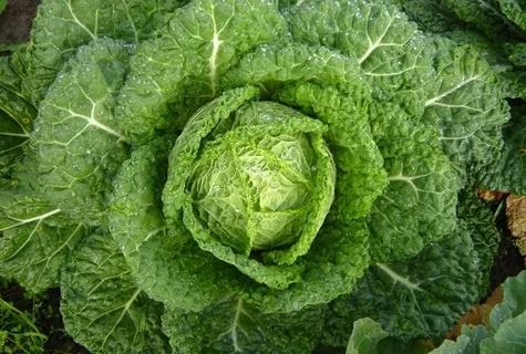 Разновидности кочанной капусты. Их выращивание