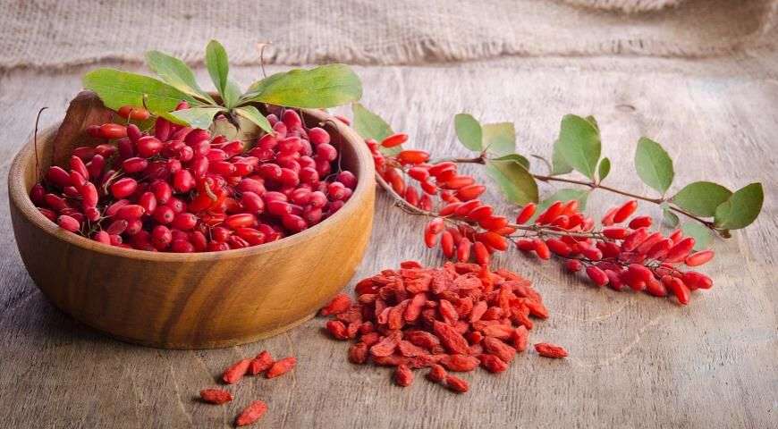 Прекрасный и полезный барбарис для вашего сада