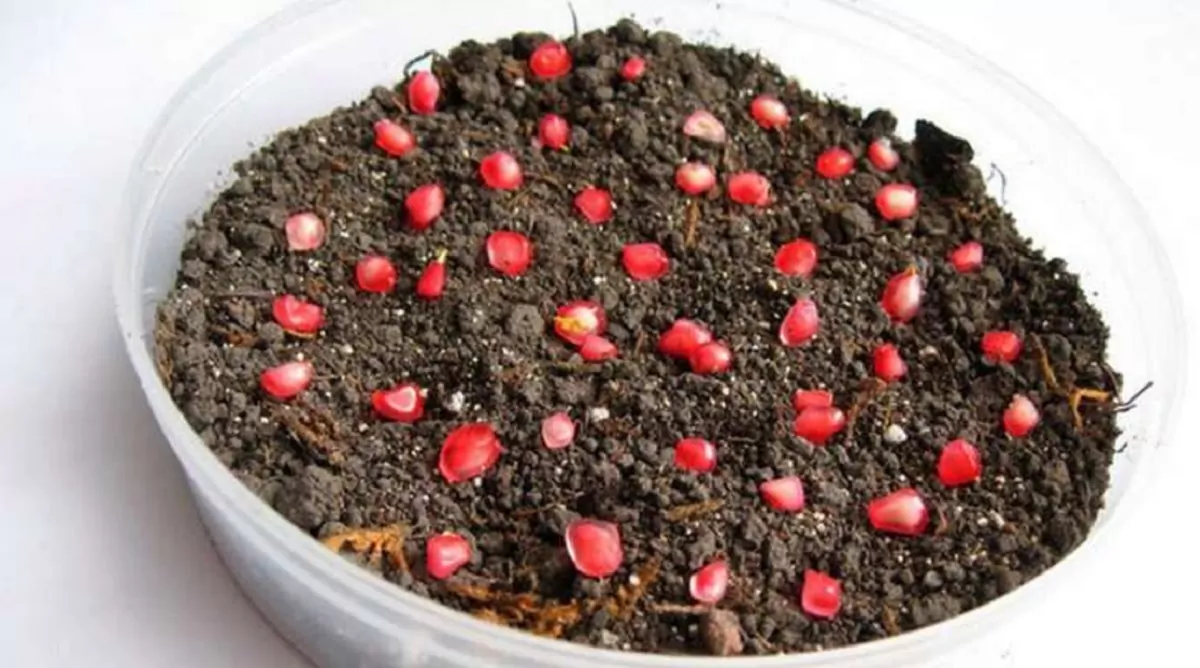 Как вырастить гранат из косточки в домашних условиях