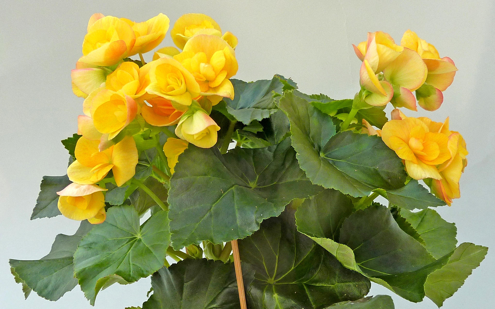 Как ухаживать за бегониями: секреты красивого и здорового роста