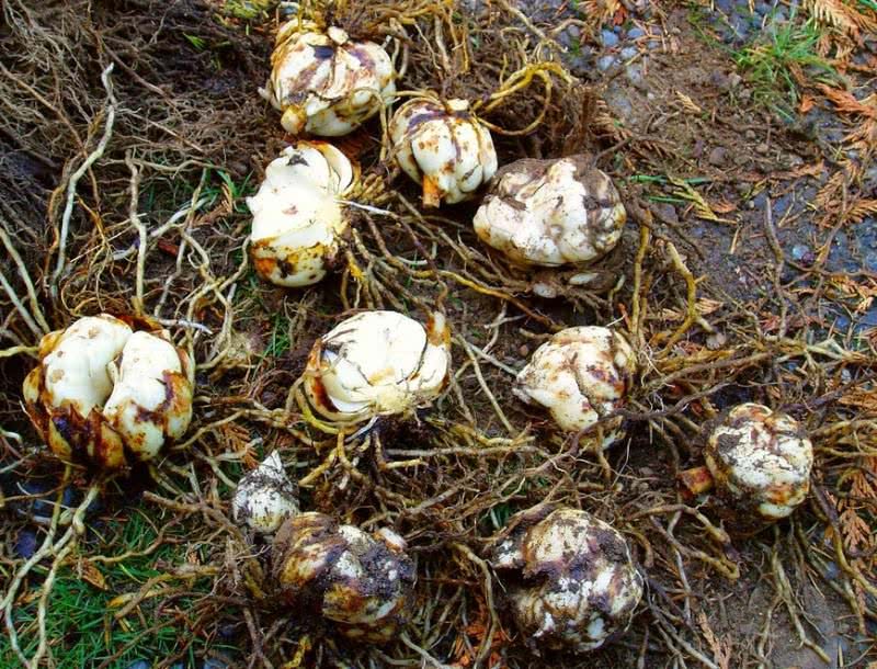 Выбираем луковицы лилий для посадки