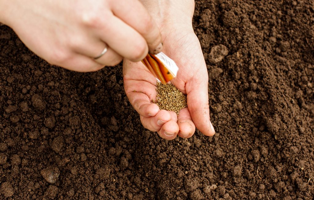 Посадка моркови: простые шаги к урожаю на своем участке