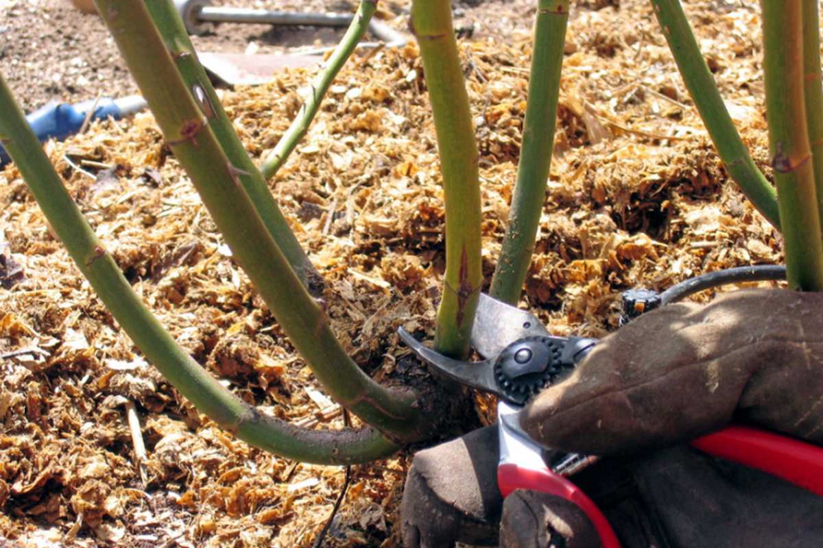 Осенняя обрезка плетистых роз