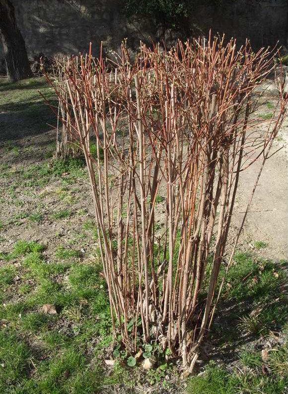 Особенности выращивания садового жасмина