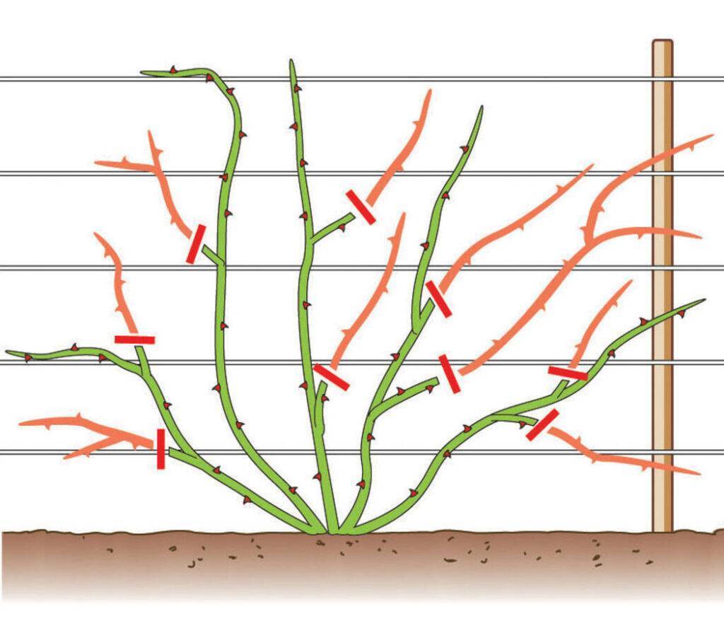 Осенняя обрезка плетистых роз