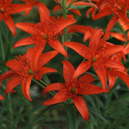 Выбираем луковицы лилий для посадки