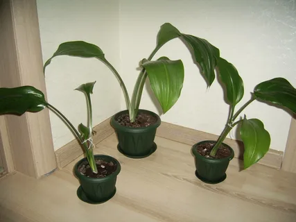 Эухарис - амазонская лилия. Выращивание в квартире