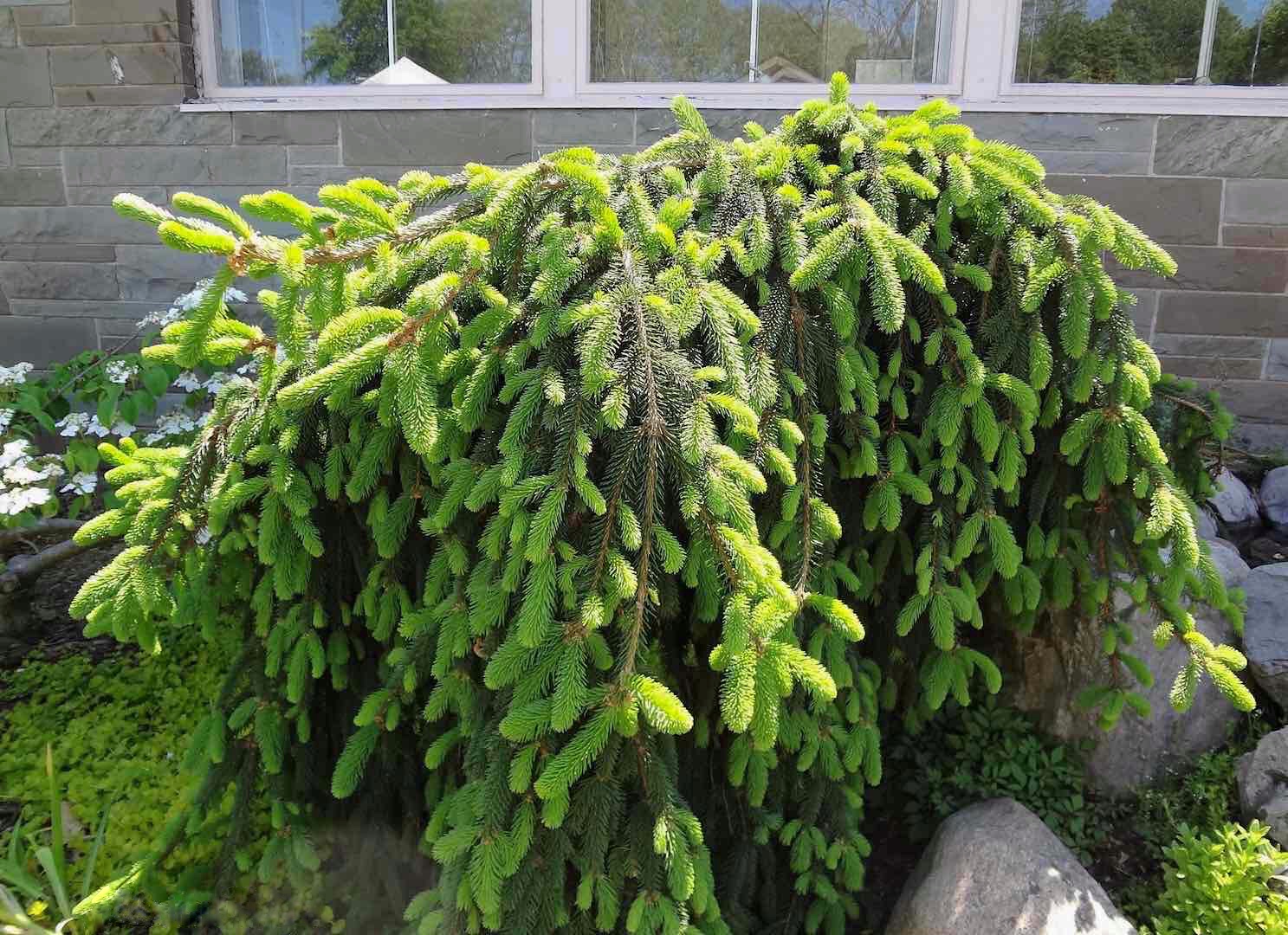 Декоративные ели на вашем участке