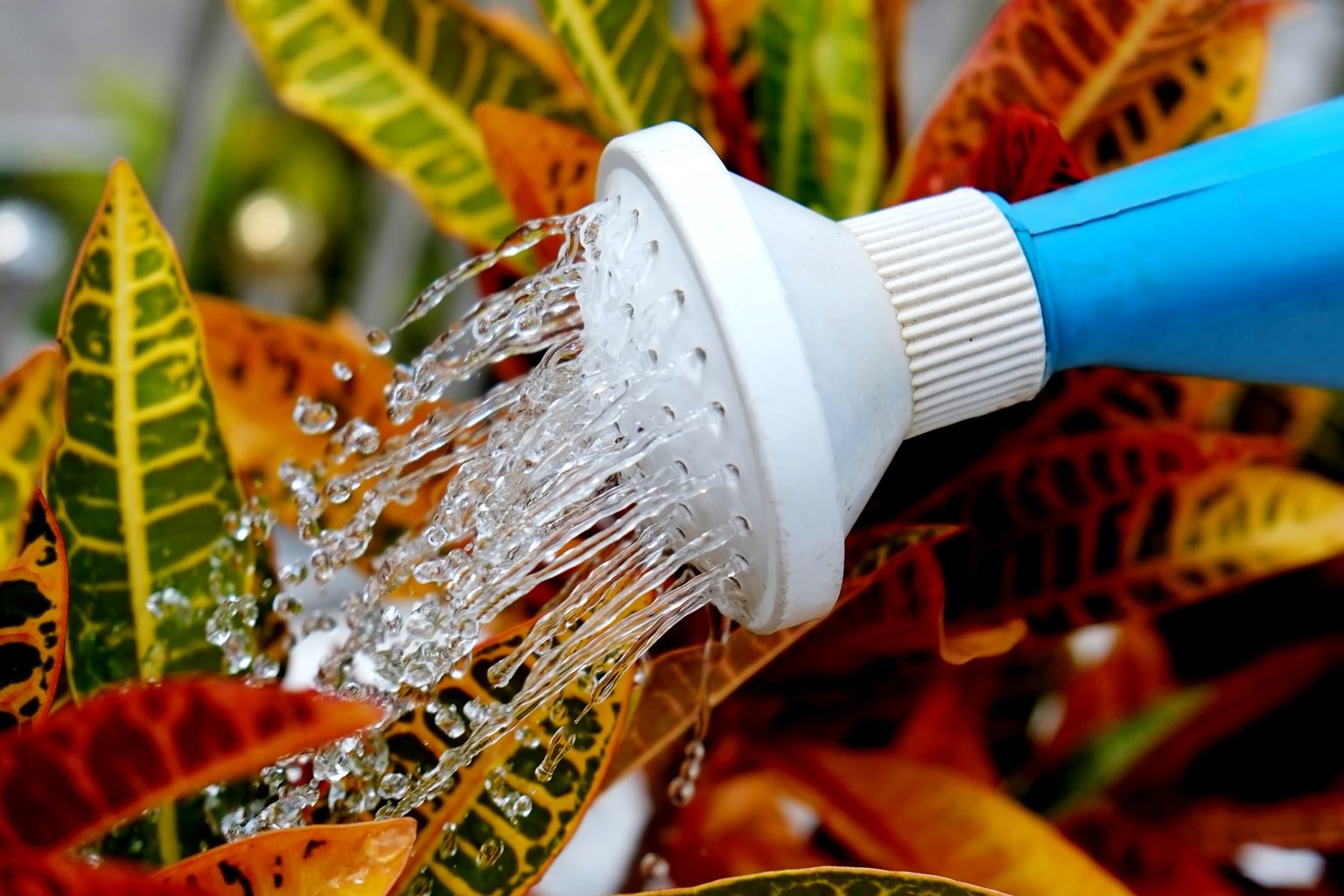 Кротон или кодиеум. Уход за тропическим красавцем