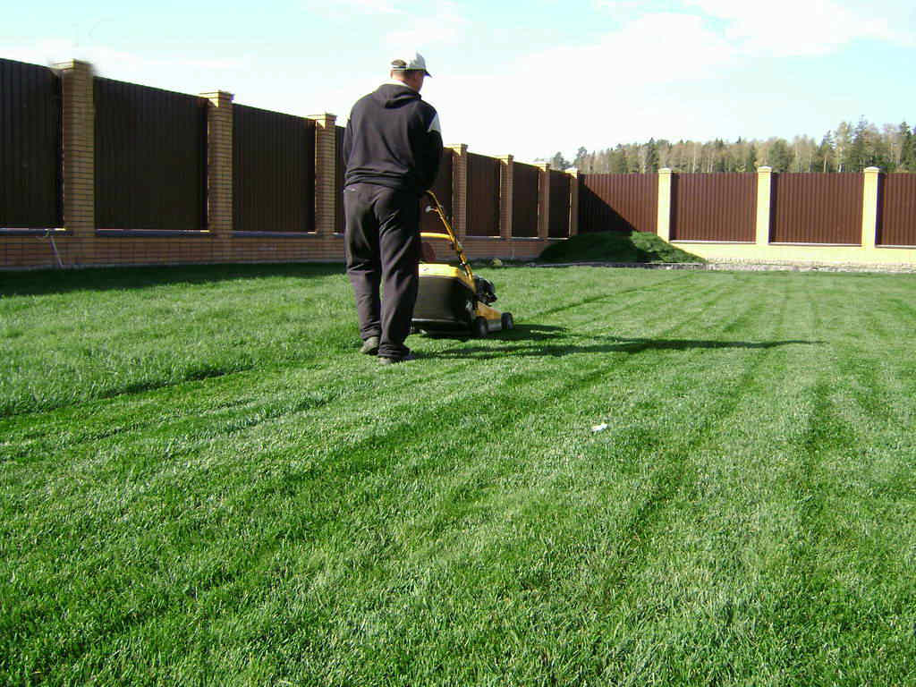 Как правильно вырастить газонную траву