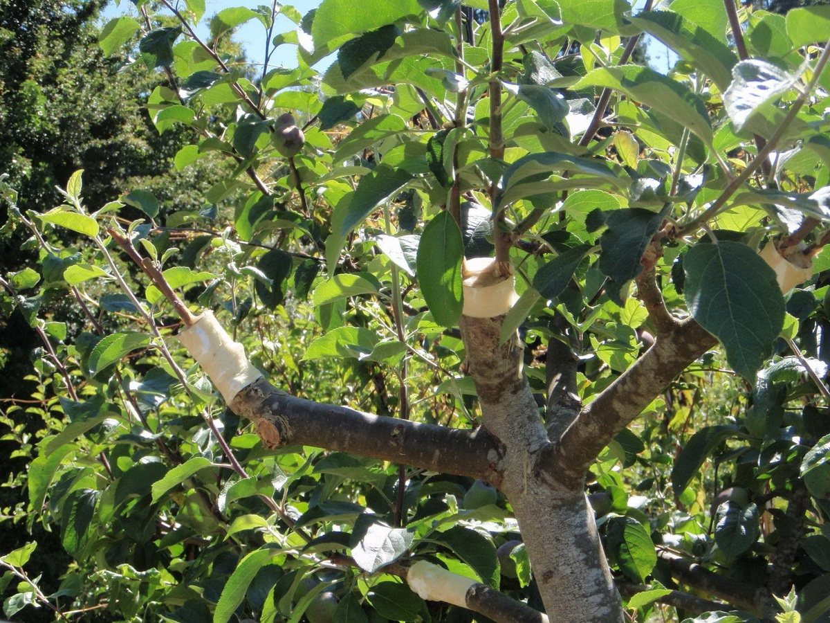 Как правильно привить яблоню