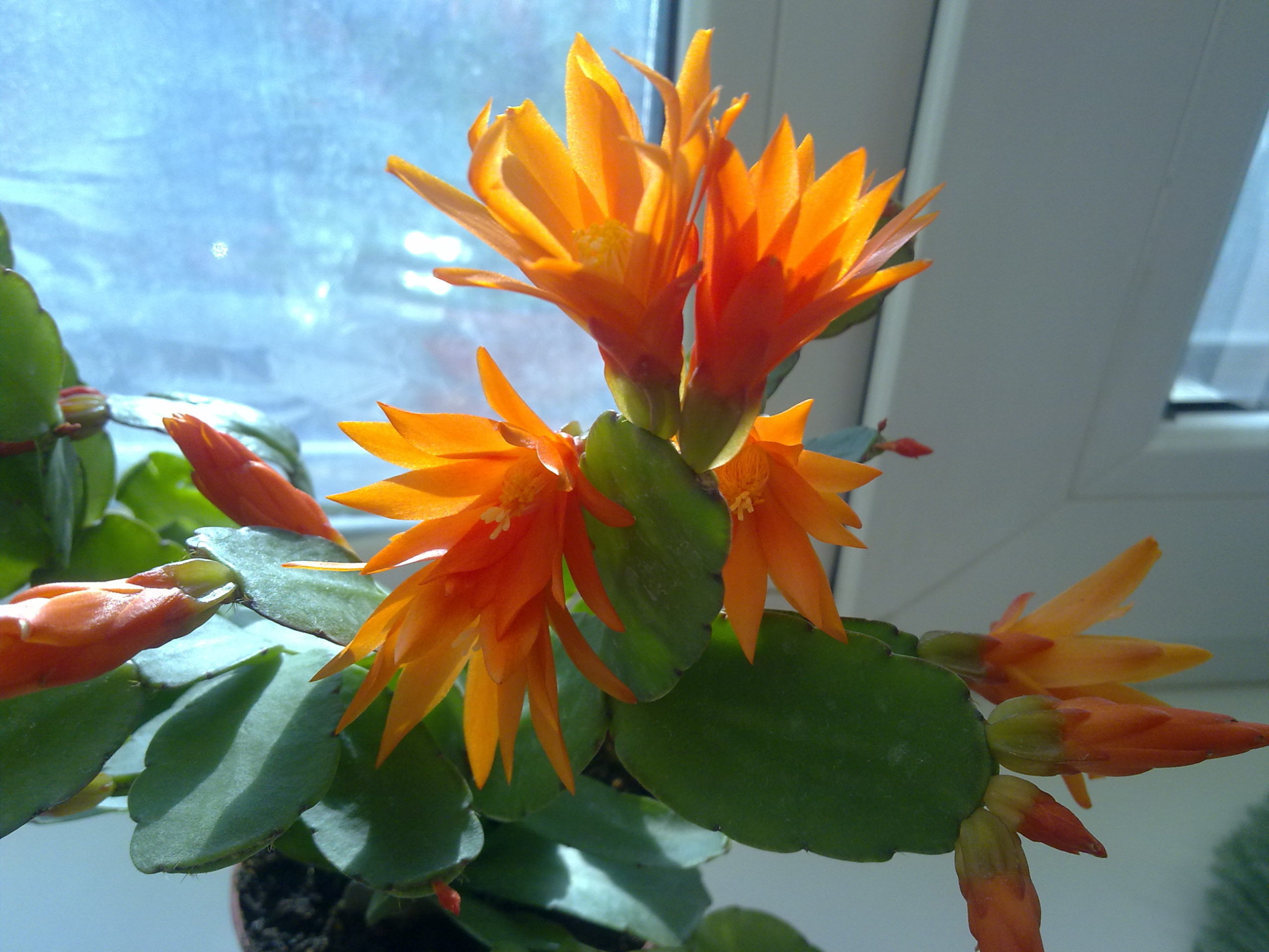 Уход за декабристом в домашних условиях